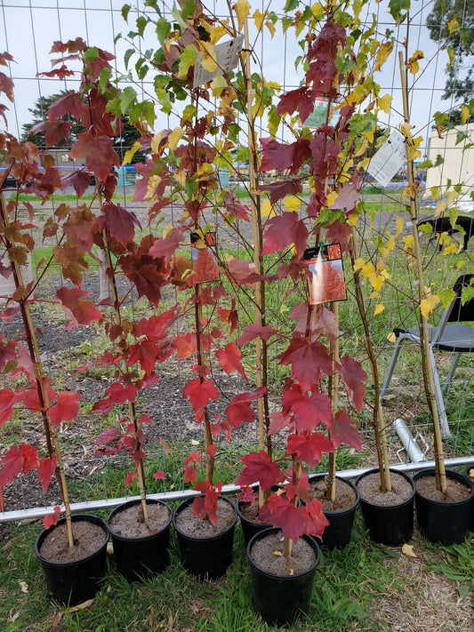 Canadian Maple Acer rubrum