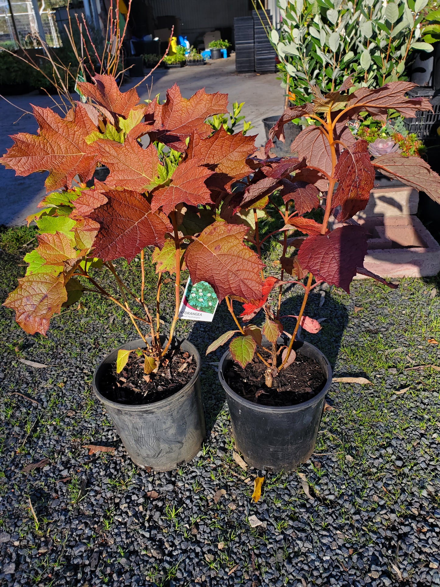 Hydrangea quercifolia 'Oak Leaf'