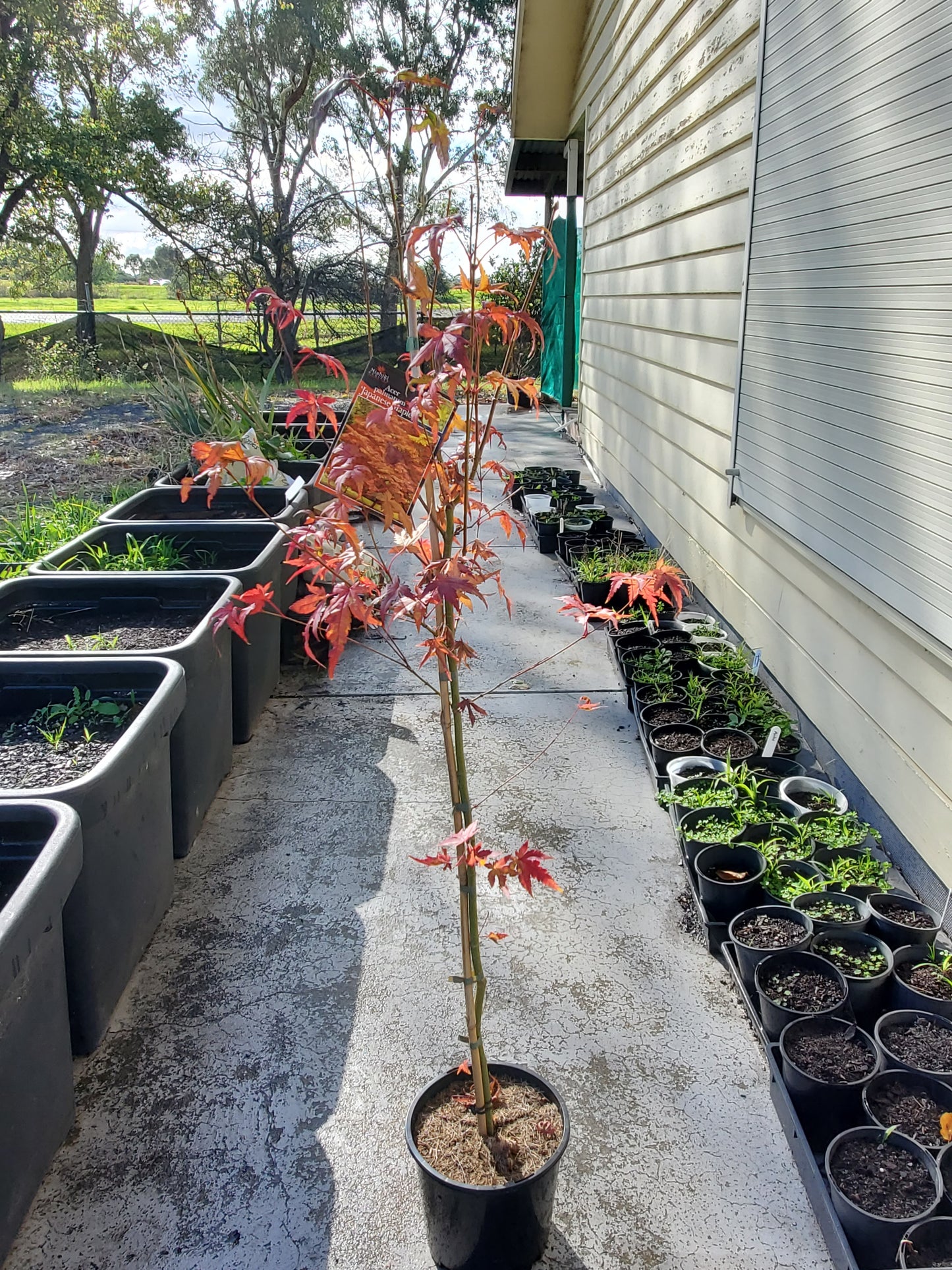 Japanese Maple Acer palmatum