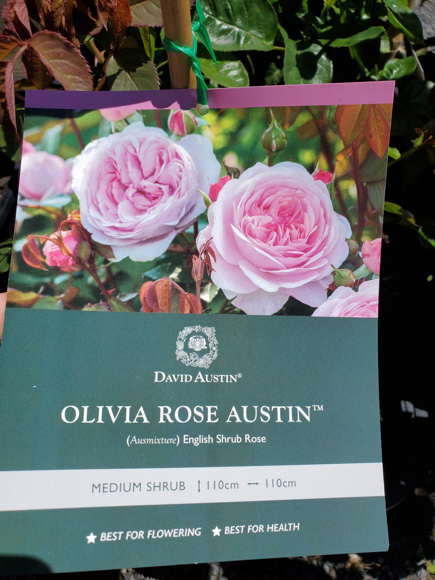 Olivia David Austin Rose Rose bush