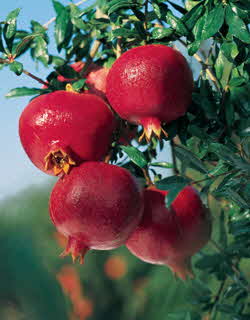Pomegranate Wonderful