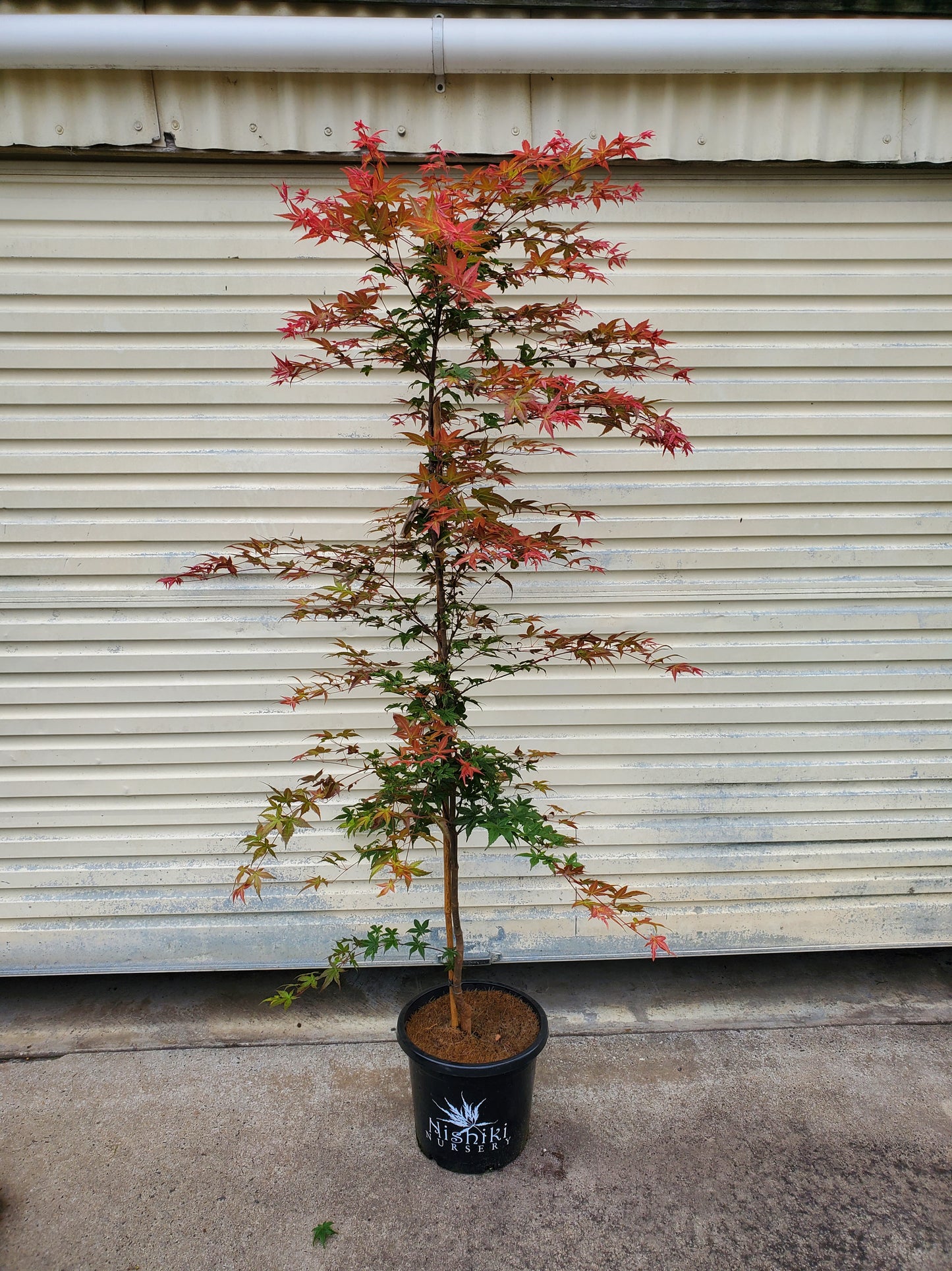 Shindeshojo Japanese Maple Acer palmatum